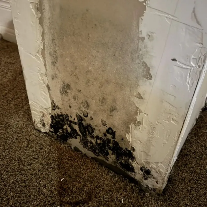 Professional Mold Removal in Los Fresnos, TX